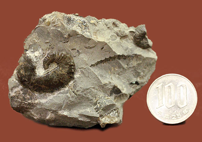 北海道を代表する異常巻きアンモナイトの一つ、スカフィテス(Scaphites)。夕張産。(その14)