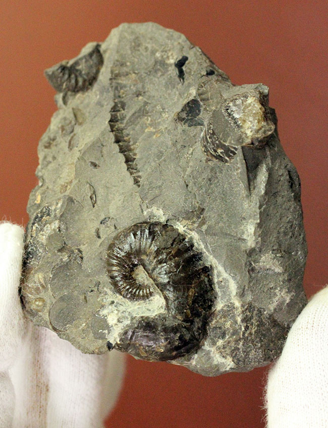 北海道を代表する異常巻きアンモナイトの一つ、スカフィテス（Scaphites）。夕張産。（その2）