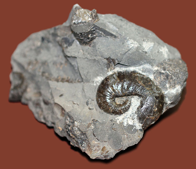 北海道を代表する異常巻きアンモナイトの一つ、スカフィテス(Scaphites)。夕張産。(その3)