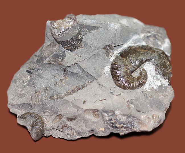 北海道を代表する異常巻きアンモナイトの一つ、スカフィテス(Scaphites)。夕張産。(その4)