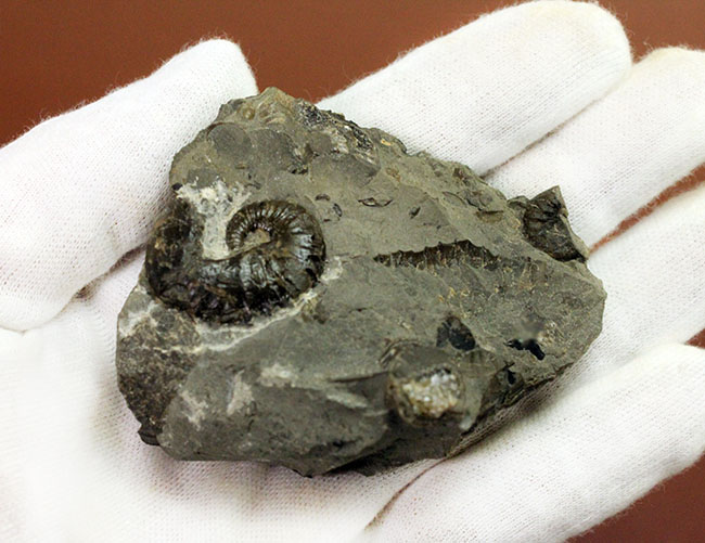 北海道を代表する異常巻きアンモナイトの一つ、スカフィテス(Scaphites)。夕張産。(その5)
