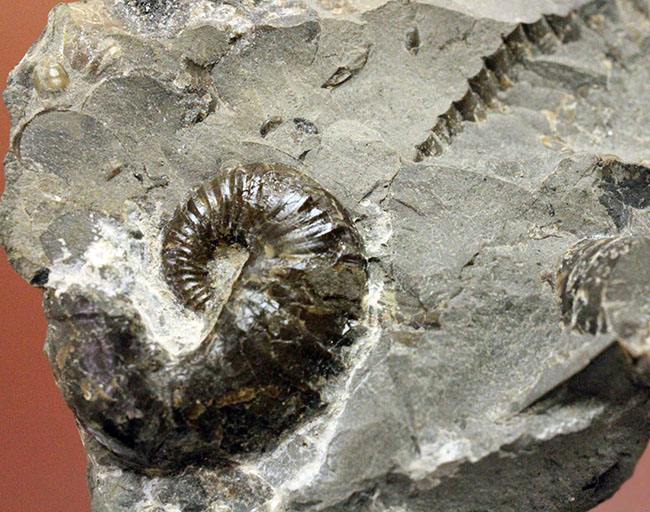北海道を代表する異常巻きアンモナイトの一つ、スカフィテス(Scaphites)。夕張産。(その6)