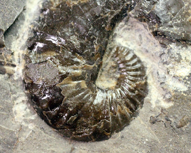 北海道を代表する異常巻きアンモナイトの一つ、スカフィテス(Scaphites)。夕張産。(その7)