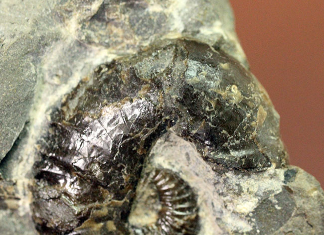 北海道を代表する異常巻きアンモナイトの一つ、スカフィテス(Scaphites)。夕張産。(その8)