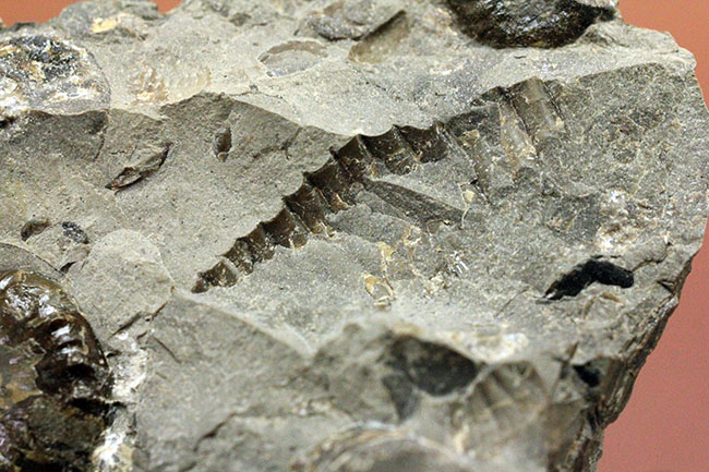 北海道を代表する異常巻きアンモナイトの一つ、スカフィテス(Scaphites)。夕張産。(その9)