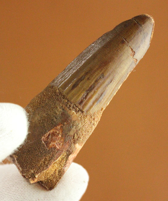 縦線、見えます!スピノサウルスの歯化石(Spinosaurus)(その1)