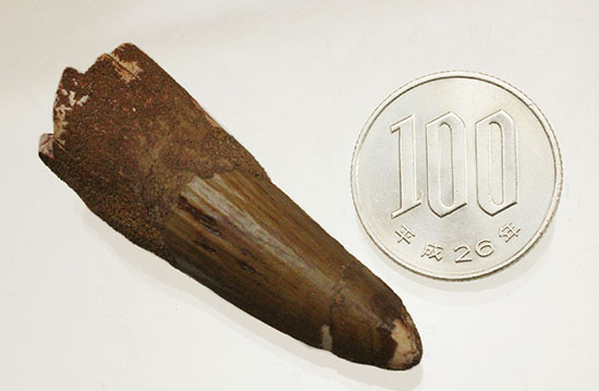 縦線、見えます!スピノサウルスの歯化石(Spinosaurus)(その10)
