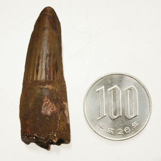 縦線、見えます!スピノサウルスの歯化石(Spinosaurus)(その11)