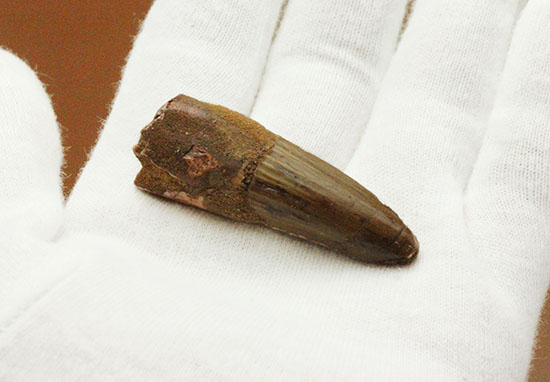 縦線、見えます!スピノサウルスの歯化石(Spinosaurus)(その4)