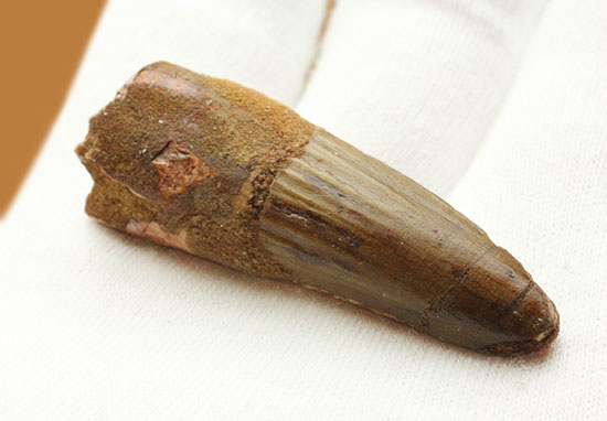 縦線、見えます!スピノサウルスの歯化石(Spinosaurus)(その5)