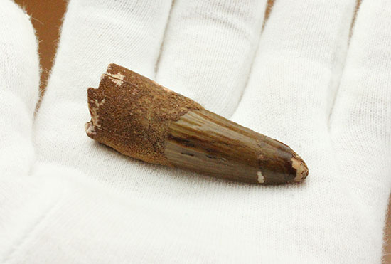 縦線、見えます!スピノサウルスの歯化石(Spinosaurus)(その7)