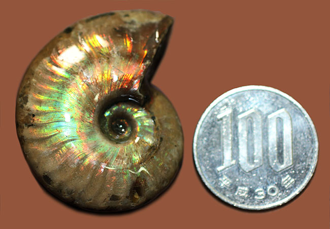 小サイズながら見事なイリデッセンス（iridescence）を持つ上質のマダガスカル産アンモナイト（オーガンジー素材の保存袋付き）（その7）