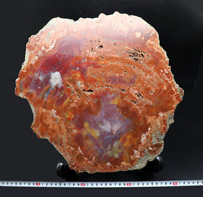 厳選仕入れ品！３８センチの大きな木の化石。鮮やかの一言！米国アリゾナ州産珪化木（Petrified wood）（その11）