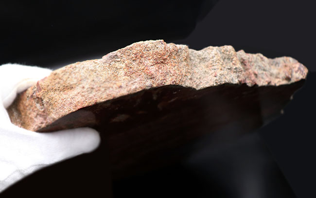 厳選仕入れ品！３８センチの大きな木の化石。鮮やかの一言！米国アリゾナ州産珪化木（Petrified wood）（その12）