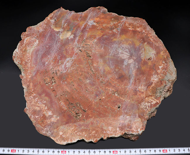 厳選仕入れ品！３８センチの大きな木の化石。鮮やかの一言！米国アリゾナ州産珪化木（Petrified wood）（その13）
