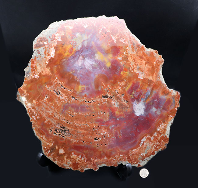 アリゾナ州産 珪化木 大迫力 32kg 木化石 木石 前落札者 アリゾナ州産 珪化木 大迫力 32kg 木化石 木石 前落札者 アリゾナ州