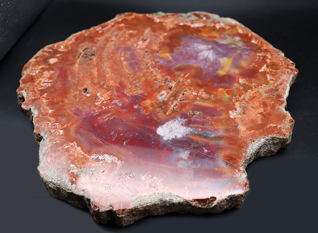 厳選仕入れ品！３８センチの大きな木の化石。鮮やかの一言！米国アリゾナ州産珪化木（Petrified wood）（その6）