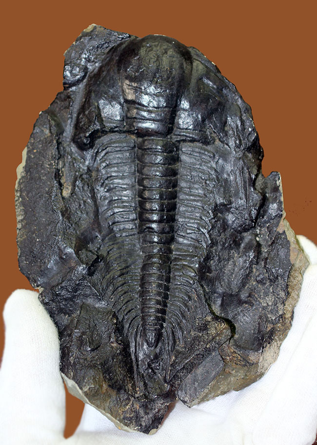 表には完品、裏には部分化石多数、ビッグサイズ！チェコ産三葉虫パラドキシデス・グラシリス（Paradoxides gracilis）（その1）