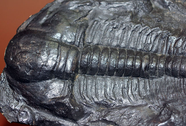 表には完品、裏には部分化石多数、ビッグサイズ！チェコ産三葉虫パラドキシデス・グラシリス（Paradoxides gracilis）（その11）
