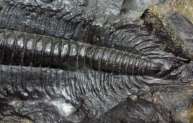 表には完品、裏には部分化石多数、ビッグサイズ！チェコ産三葉虫パラドキシデス・グラシリス（Paradoxides gracilis）（その12）