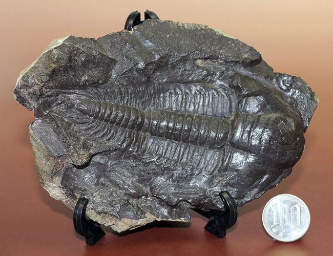 表には完品、裏には部分化石多数、ビッグサイズ！チェコ産三葉虫パラドキシデス・グラシリス（Paradoxides gracilis）（その14）