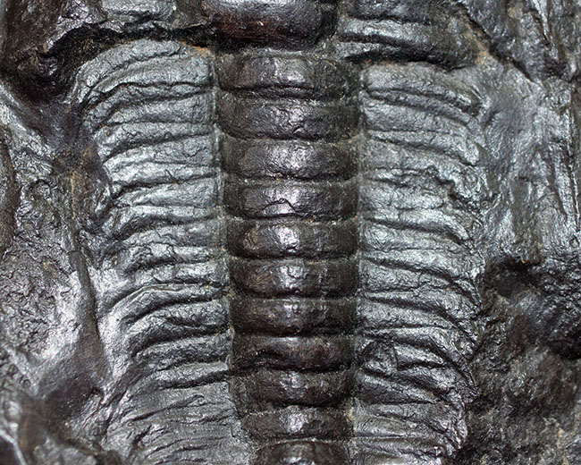 表には完品、裏には部分化石多数、ビッグサイズ！チェコ産三葉虫パラドキシデス・グラシリス（Paradoxides gracilis）（その3）