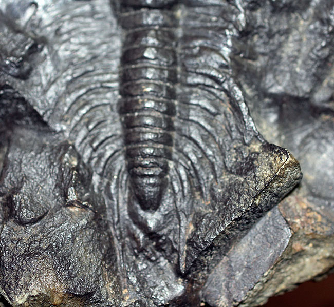 表には完品、裏には部分化石多数、ビッグサイズ！チェコ産三葉虫パラドキシデス・グラシリス（Paradoxides gracilis）（その5）