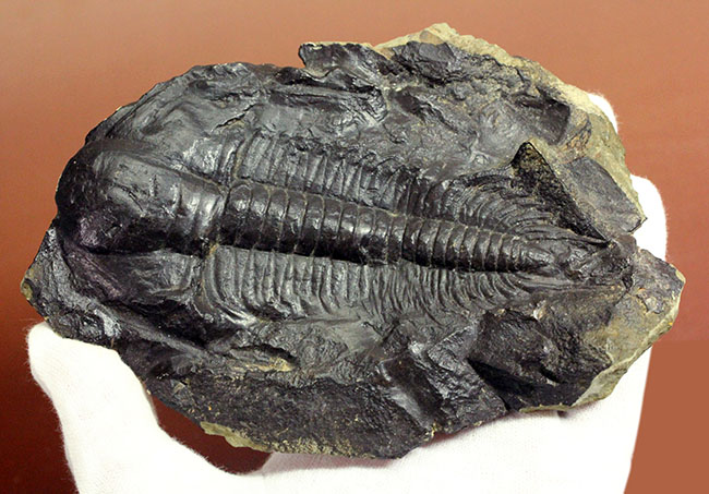 表には完品、裏には部分化石多数、ビッグサイズ！チェコ産三葉虫パラドキシデス・グラシリス（Paradoxides gracilis）（その6）