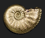 ヴェエレ・・・。保存状態は極めて良好！非常に美しい綺羅びやかな黄鉄鉱化アンモナイト（Ammonite）
