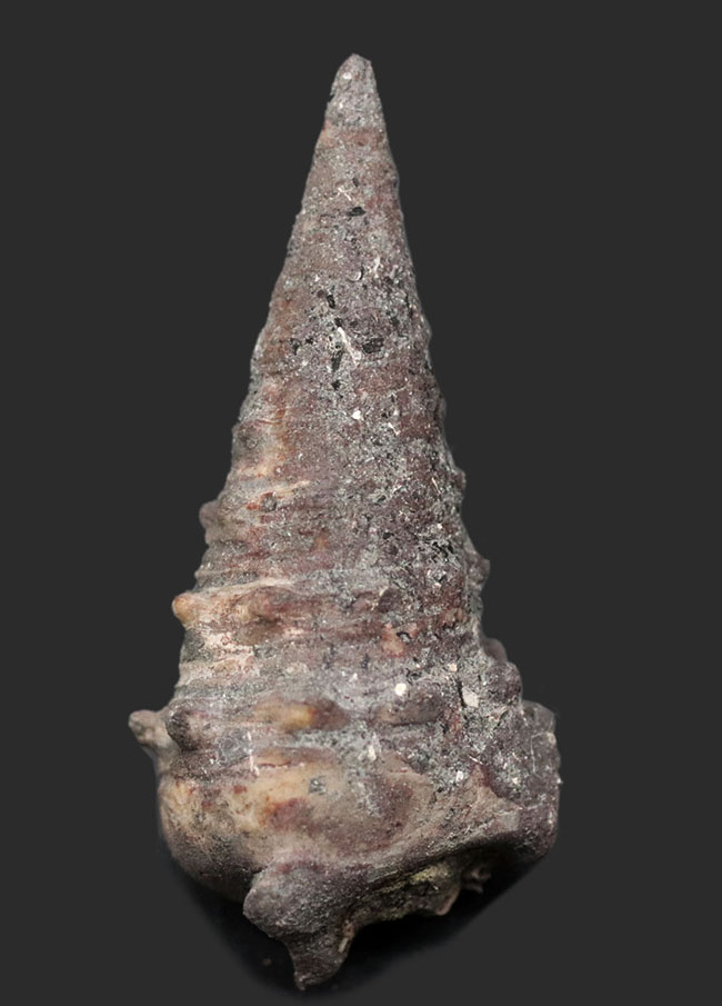 日本列島創生時期に棲息していた岡山県産の巻き貝、ビカリア（Vicarya）化石（その1）