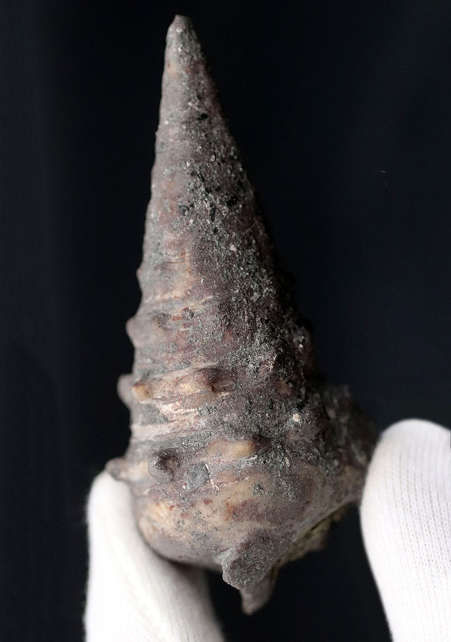 日本列島創生時期に棲息していた岡山県産の巻き貝、ビカリア（Vicarya）化石（その2）