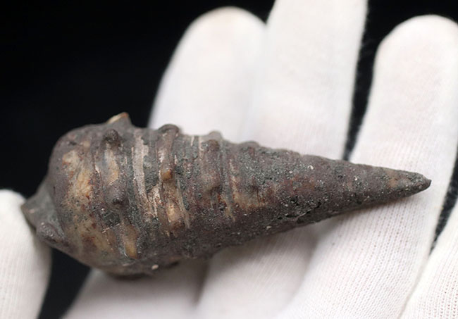 ビカリアの化石 thumbnail2.webp