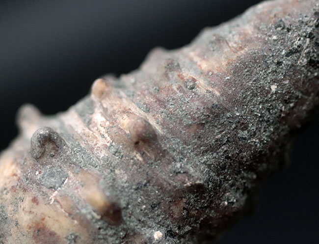 日本列島創生時期に棲息していた岡山県産の巻き貝、ビカリア（Vicarya）化石（その4）
