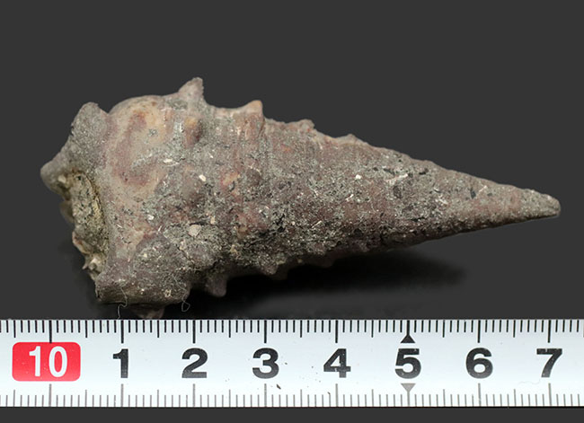 日本列島創生時期に棲息していた岡山県産の巻き貝、ビカリア（Vicarya）化石（その7）