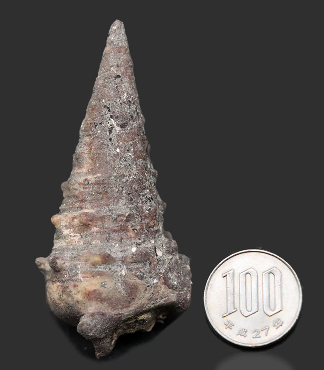 日本列島創生時期に棲息していた岡山県産の巻き貝、ビカリア（Vicarya）化石（その8）