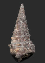 日本列島創生時期に棲息していた岡山県産の巻き貝、ビカリア（Vicarya）化石