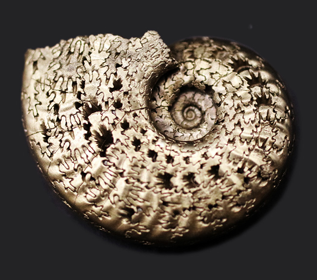 見事な縫合線が露出！フランス・アヴェイロンで採集された黄鉄鉱化（パイライト）アンモナイト（Ammonite）（その1）