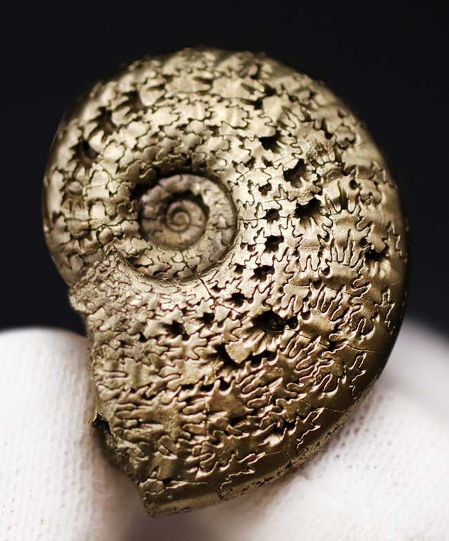 見事な縫合線が露出！フランス・アヴェイロンで採集された黄鉄鉱化（パイライト）アンモナイト（Ammonite）（その2）