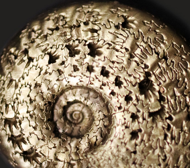 見事な縫合線が露出！フランス・アヴェイロンで採集された黄鉄鉱化（パイライト）アンモナイト（Ammonite）（その3）