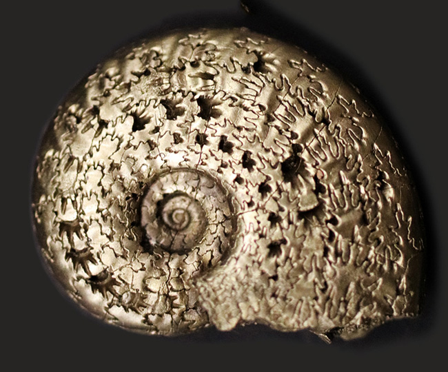見事な縫合線が露出！フランス・アヴェイロンで採集された黄鉄鉱化（パイライト）アンモナイト（Ammonite）（その4）