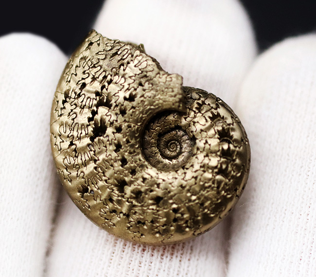 見事な縫合線が露出！フランス・アヴェイロンで採集された黄鉄鉱化（パイライト）アンモナイト（Ammonite）（その5）