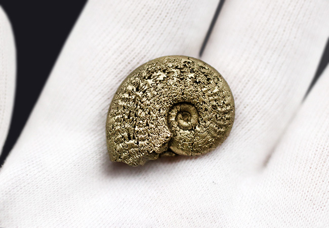 見事な縫合線が露出！フランス・アヴェイロンで採集された黄鉄鉱化（パイライト）アンモナイト（Ammonite）（その6）