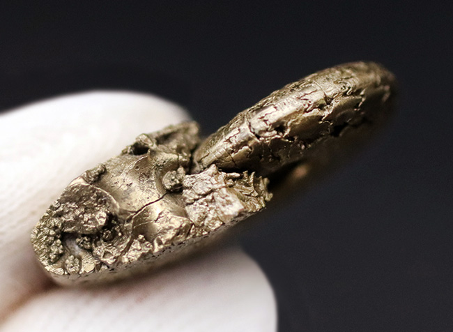 見事な縫合線が露出！フランス・アヴェイロンで採集された黄鉄鉱化（パイライト）アンモナイト（Ammonite）（その7）