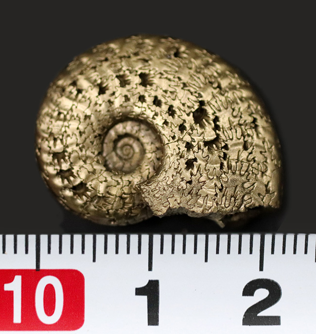 見事な縫合線が露出！フランス・アヴェイロンで採集された黄鉄鉱化（パイライト）アンモナイト（Ammonite）（その8）