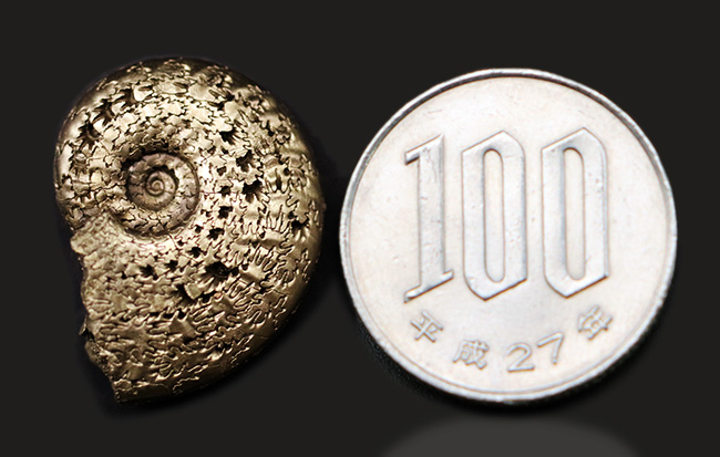 見事な縫合線が露出！フランス・アヴェイロンで採集された黄鉄鉱化（パイライト）アンモナイト（Ammonite）（その9）