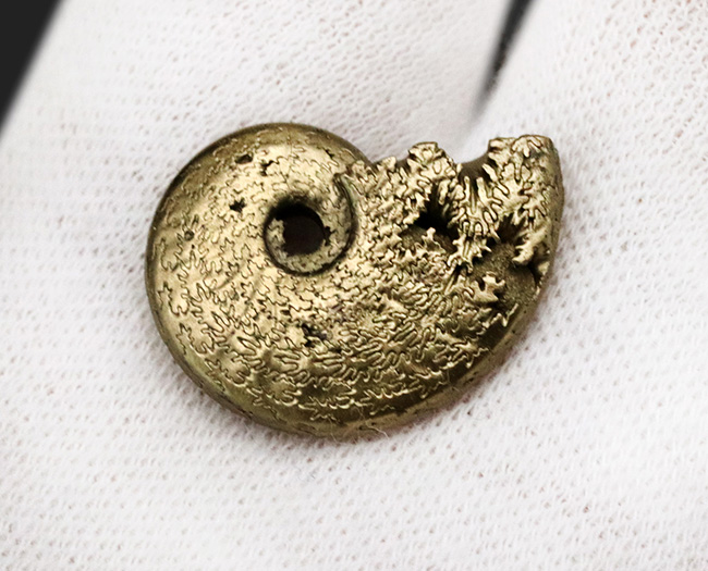 芸術品のような縫合線にご注目ください！フランス・アヴェイロンで採集された黄鉄鉱化（パイライト）アンモナイト（Ammonite）（その2）