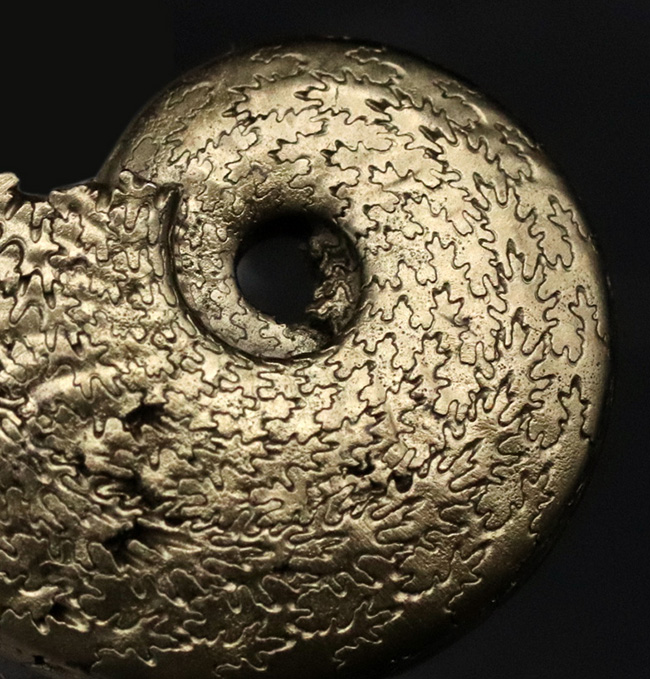 芸術品のような縫合線にご注目ください！フランス・アヴェイロンで採集された黄鉄鉱化（パイライト）アンモナイト（Ammonite）（その4）
