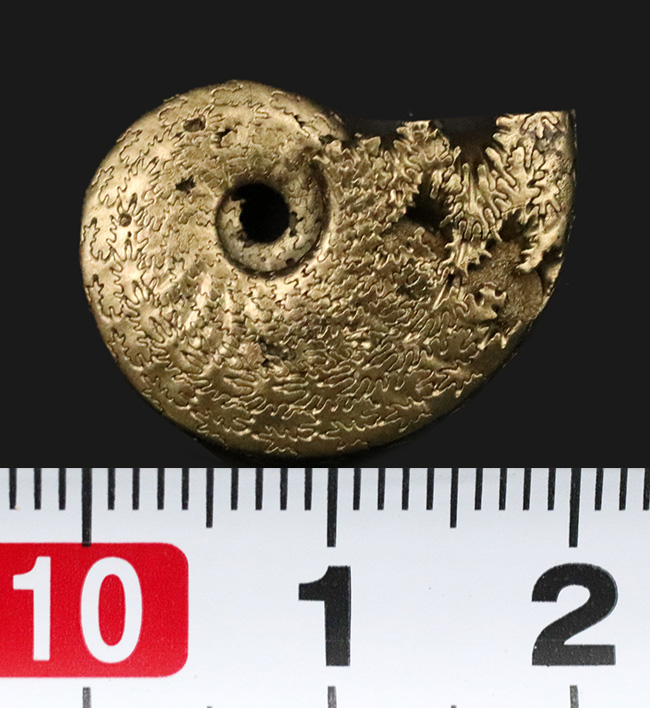 芸術品のような縫合線にご注目ください！フランス・アヴェイロンで採集された黄鉄鉱化（パイライト）アンモナイト（Ammonite）（その6）
