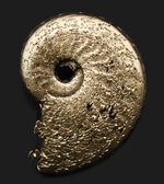 芸術品のような縫合線にご注目ください！フランス・アヴェイロンで採集された黄鉄鉱化（パイライト）アンモナイト（Ammonite）