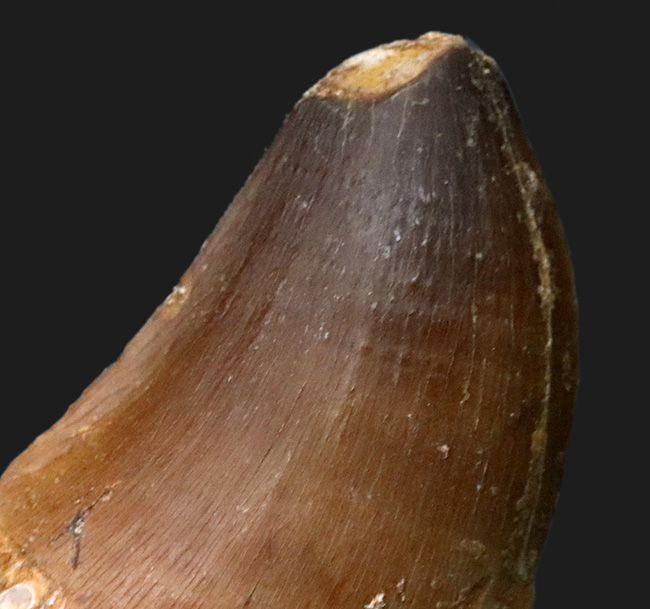 海のティラノサウルスの異名をとる、白亜紀後期の海の暴れん坊、モササウルス(Mosasaurus)の太い歯化石(その3)